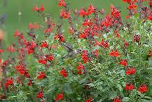 Small shrub Full to partial sun Blooms Spring, Summer and Fall 3 feet high X 3 feet wide