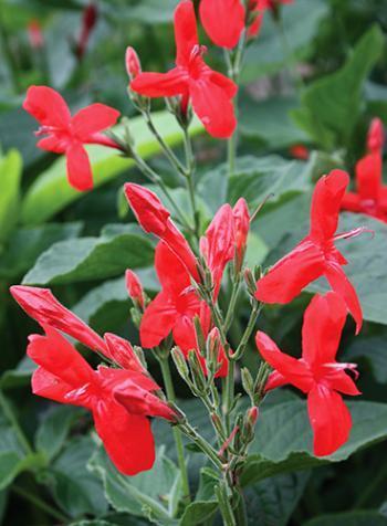 Ruellia elegans Ragin Cajun Ruellia elegans Vivid red flowers spring thru summer Deciduous