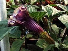 Double Purple Datura Datura metel Jemson Weed Tender Perennial reseeds 4-6 feet tall All
