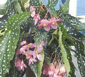 Angel Wing Begonia Flowering species hybrid begonia Can be used as