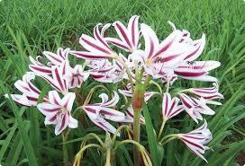 Crinum Lily Large, heat loving and moisture loving plants that bloom during the