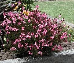 Gaura Gaura lindheimeri Herbaceous Perennial Zone 5-9 3-5 ft.