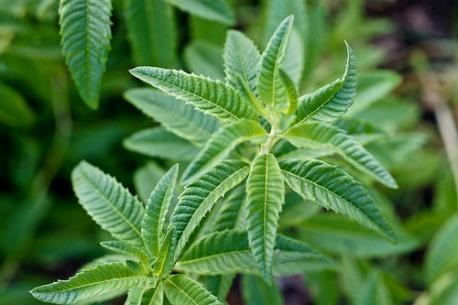 Lemon Verbena Forms elegant shrub in the landscape Does not like wet roots; drainage is key