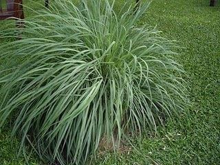 Lemon Grass Asian Culinary Herb 2-3 ft. tall spiky leaves; small start may grow to 2 ft.
