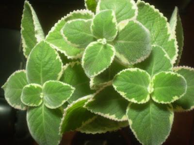 Cuban Oregano Plectranthus amboinicus Tropical Tender Perennial frost sensitive Succulent herb