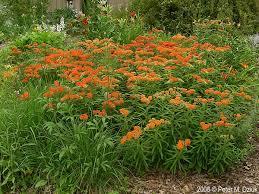 Milkweed Asclepias tuberosa orange This plant is attractive to bees, butterflies and/or birds Drought-tolerant; suitable for xeriscaping Height:24-36 in. (60-90 cm) Spacing:15-18 in.