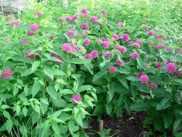 Milkweed Purple Asclepias purpura This plant is attractive to bees, butterflies and/or birds Drought-tolerant; suitable for xeriscaping Height:24-36 in. (60-90 cm) Spacing:15-18 in.