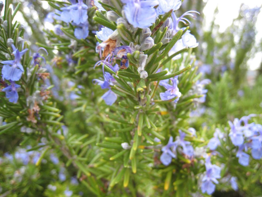 Tuscan Blue Rosemary Upright Perennial Rosemary Full Sun; requires good drainage Puts out blue flowers