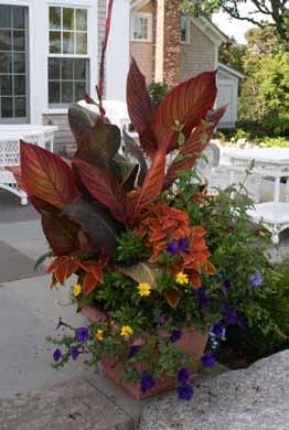 Containing Spring With winter s departure, we turn our attention outdoors, and what better way to enjoy the upcoming season than with versatile, colorful and easy-to-maintain containers.