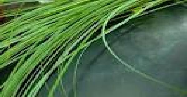 Bare grass (Xerophyllum tenax)
