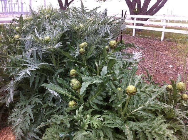 Artichokes in the garden at the Big Red Barn Pretty Spectacular! BIG RED BARN contact is Gretchen Ricker, gricker@satx.rr.