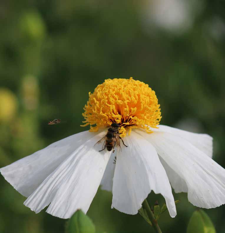 Six top tips for attracting bees to your garden.