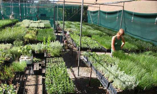 Engaging in Sustainability Through Enterprise Our on-farm enterprises activities include: A specialist plant propagation nursery, offering a large