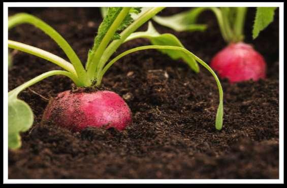 FUN FACTS Soil contains the minerals and nutrients that allow plants to grow strong and healthy.