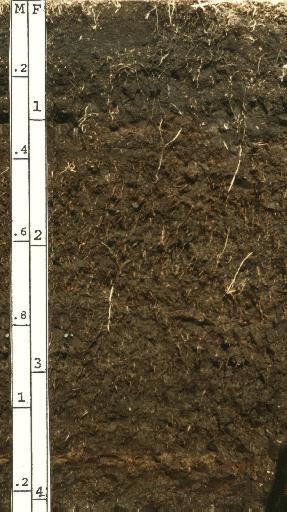 SOIL CLASSIFICATION Soil scientists in the United States classify soils into 12 different orders (see Table 14.1 and Figures 14.14 and 14.