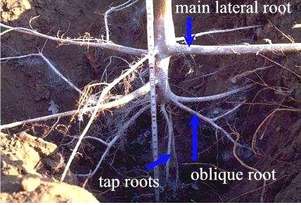Types of Roots in
