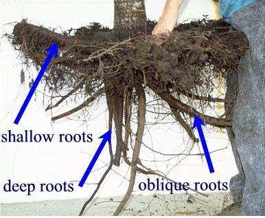 Oblique root Develop from the tap root or