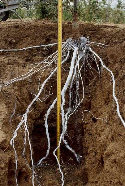 Ash Lateral roots