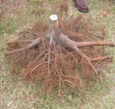 5. Fine Roots Small diameter (up to 2 mm) Often near soil