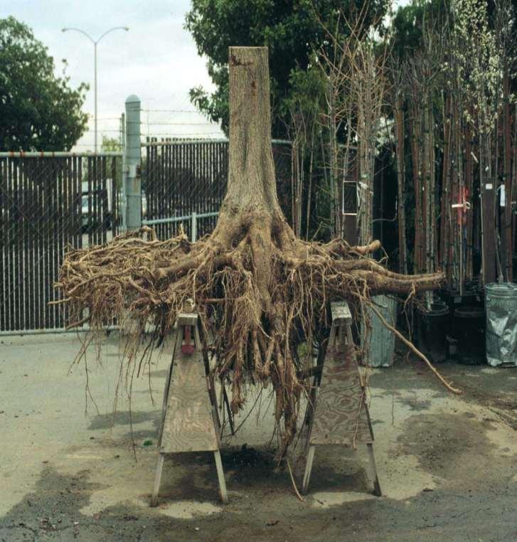Root System of Mature Gingko Tree Considered Deep