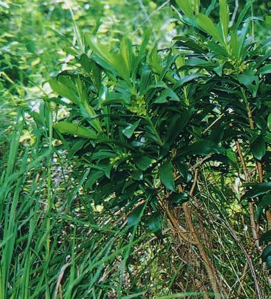 SPURGE-LAUREL or DAPHNE (Daphne laureola) Why is Spurge-laurel a problem? Spurge-laurel, also called Daphne, is a highly invasive ornamental shrub.
