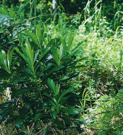When and how should I remove it? Always wear gloves when handling Spurge-laurel because it produces a noxious substance which can cause severe eye and skin irritation.