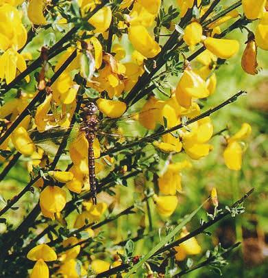 When removing Scotch Broom, it is important to avoid disturbing the soil which can stimulate dormant broom seeds to sprout.