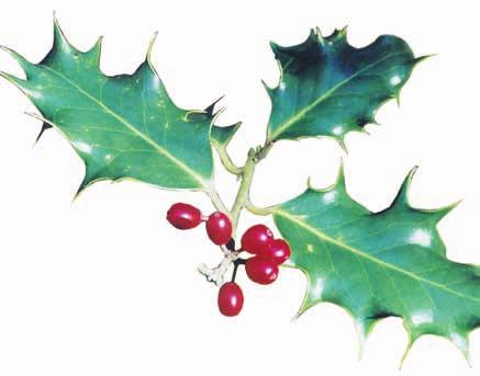 ENGLISH HOLLY (Ilex aquifolium) Why is English Holly a problem? English Holly is a popular ornamental tree that is now established in natural areas.