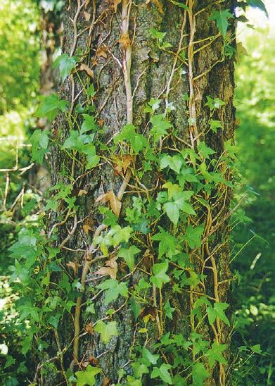Ivy growing on the ground can be removed by pulling vines and digging roots from the soil.
