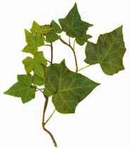 Disposal Most ivy re-growth occurs from roots left in the soil but cut stems and leaves can also regenerate.