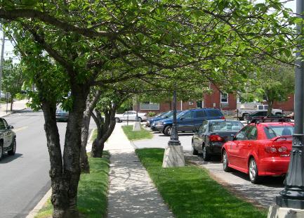 Street trees should be located outside of the sight triangle at intersections. 4. Street trees, at the time of planting, should be no less than two and one-half to three (2.