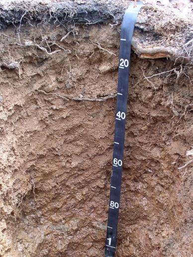 Soil Survey Physical & Chemical Properties Depth to water table Depth to restrictive horizon For each horizon Organic matter content Particle