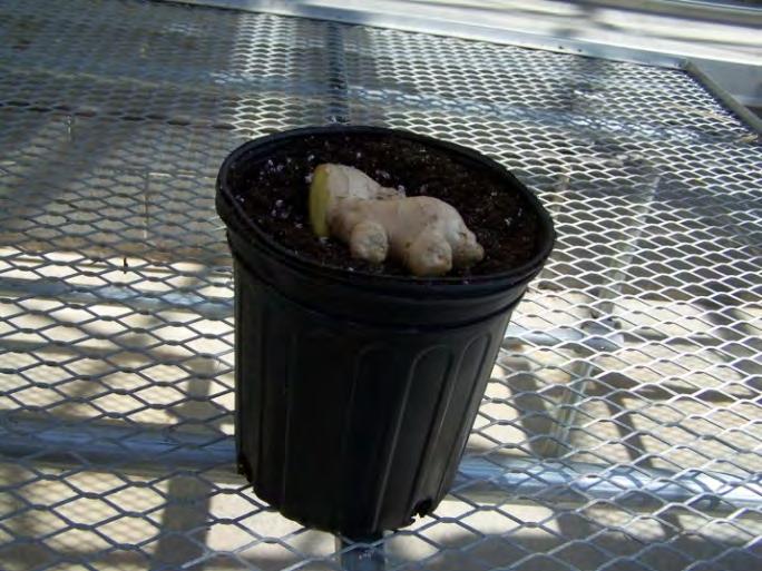 In February, plant the seed piece in a one gallon pot ½-¾ filled with