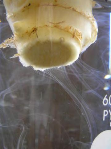 rhizome suspended in water.