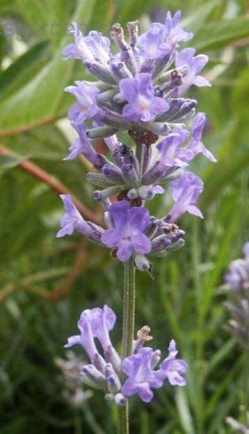 violet-blue flowers - long flower spikes - broad grey-green leaves -