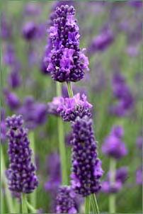L. intermedia Grosso - dark purple flowers - Grosso is