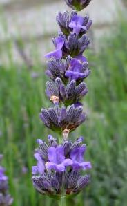English - medium blue-violet flowers - cottage garden