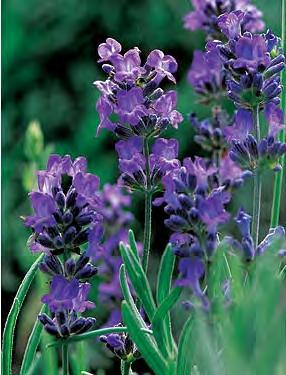sachets and wands Seal - tall violet blue flowers - good for
