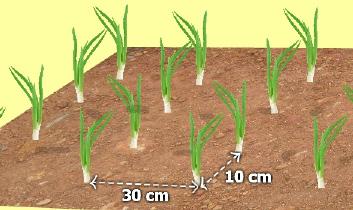 This is so you can easily remove each seedling with a small clump of soil. Plant the seedlings 10 cm apart in rows 30 cm apart. Plant in holes 1.5 cm deep.