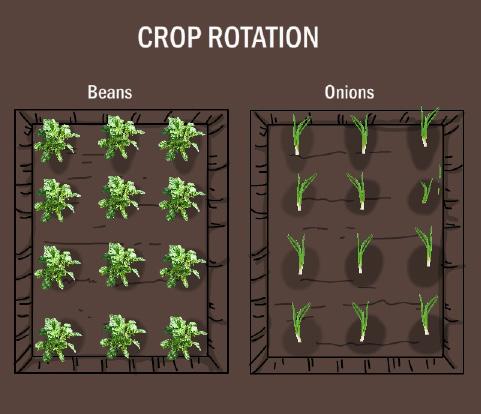 What have you learnt? Rotate Crops After your onion crop, try potatoes or beans. Afterwards, you can return to onions.