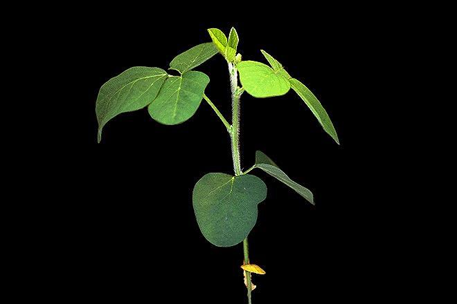 6 5 pts. BONUS What is the developmental stage of the soybean plant pictured below?
