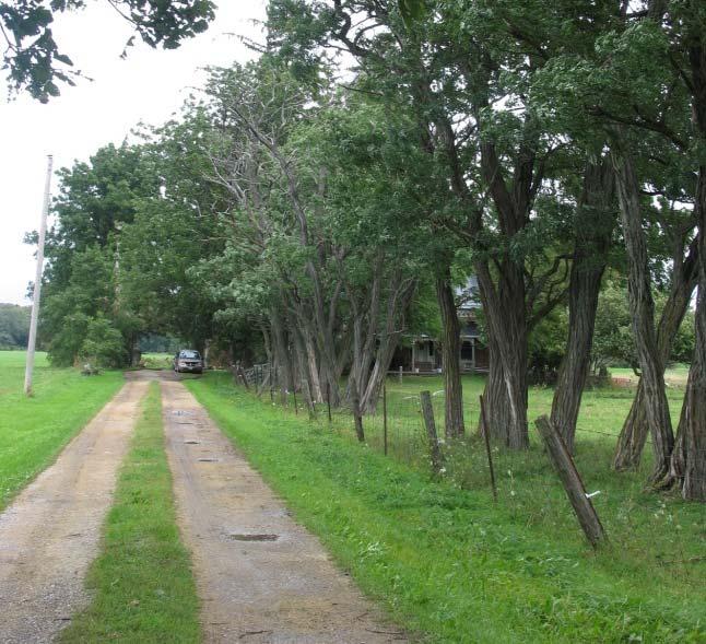tree-lined laneway; field patterns shaped by creek tributaries