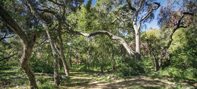 3.5-acre meadow with massive boulders all canopied by century-old native California oaks.