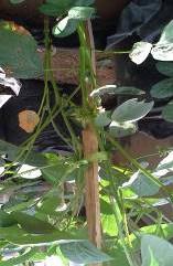 Appearance of soybean between parental plant with the level of