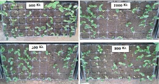 Kontrol (Induk Anjasmoro) Differences that occur between the control and all the characters irradiation dose decreased caused by chromosome damage in plants.