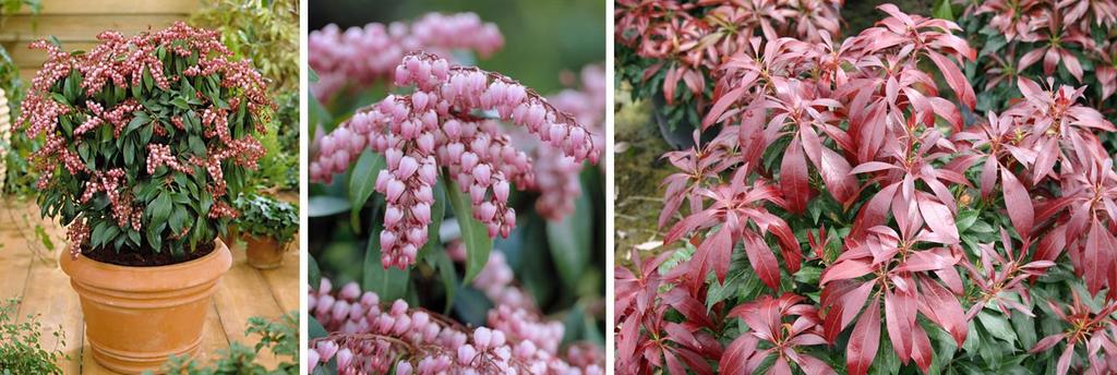 Pieris Katsura Unique burgundy red foliage flushing continuously throughout the season. Racemes of pink to rose red blooms. Multiple uses & promotional opportunities.