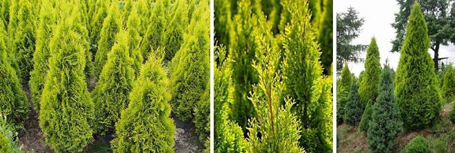 HIGHLIGHTS Thuja Janed Gold Bright yellow-gold foliage, year round. Tight compact pyramidal habit. Excellent for hedging. Thuja occidentalis Protection Status: US Plant Patent 21,967. USDA Zone 5-8.