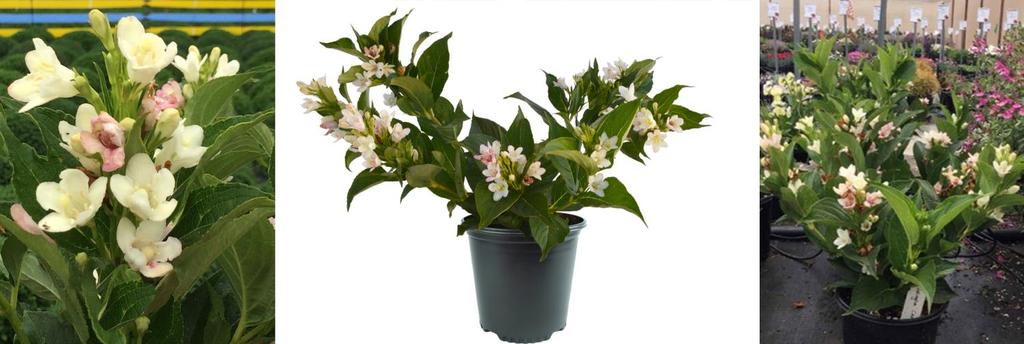 HILLIER Weigela Oriental Pearl Not solely terminal flowering, flowering down the complete length of the stem. Flower clusters pearl white blushing pink. Freely flowering from a young age.