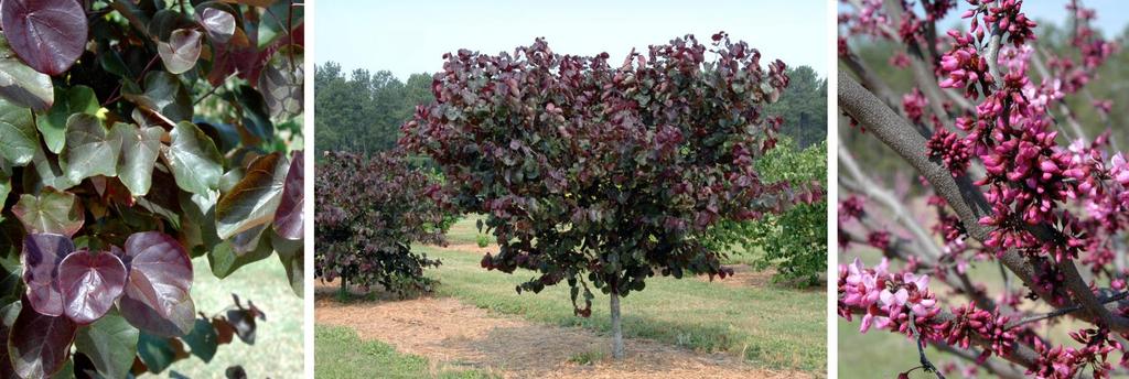 Cercis Merlot Excellent heat & drought tolerance. (The C. texensis factor). Outstanding glossy dark purple foliage. Tight dense habit making this the perfect tree for small yards.