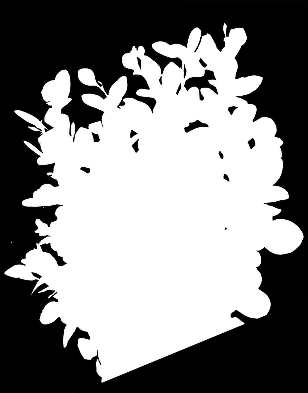 Collection Plant Name New License Request 1 Leucadendron LN2 2 Spirea WALBERTON Plumtastic 3 Weigela HILLIER Mango 4 Weigela HILLIER Oriental Pearl Summary - Tree Portfolio # Genus Collection Plant